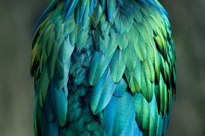 Pictures of feathers - fashion decor inspiration - feather - live a luscious life.jpg